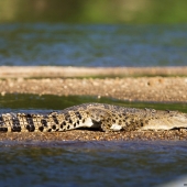Crocodile (Queensland - Australie)