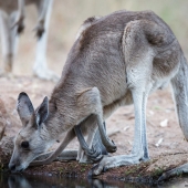 Kangourou (Queensland - Australie)