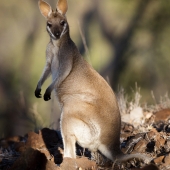 Wallaby de Parry (Queensland - Australie)