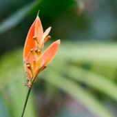 Heliconia à bec de perroquet (Queensland - Australie)
