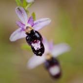 Ophrys de la drôme