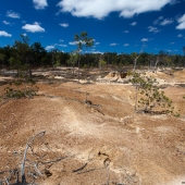 Mareeba Wetlands (Queensland - Australie)