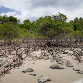 Palétuvier, arbres rois de la mangrove (Queensland - Australie)
