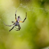 Araignée (Queensland - Australie)