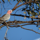 Cacatoes rosalbin (Queensland - Australie)