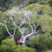 Canopée (Queensland - Australie)