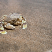 Crabe (Queensland - Australie)