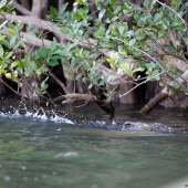 Crocodile sur Daintree river (Queensland - Australie)