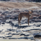 Dingo sur Fraser Island (Queensland - Australie)