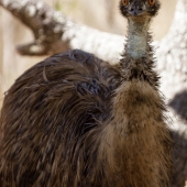 Emeu d'Australie (Queensland - Australie)