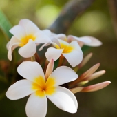 Fleur de frangipanier (Queensland - Australie)