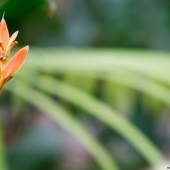 Heliconia à bec de perroquet (Queensland - Australie)