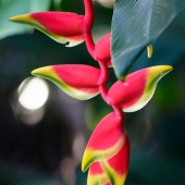 Heliconia rostrata (Queensland - Australie)