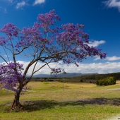 Jacaranda, arbre aux fleurs mauves (Queensland - Australie)