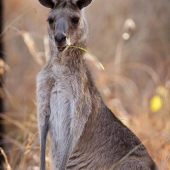 Kangourou à Undara (Queensland - Australie)