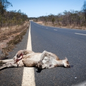 Kangourou mort sur la route d'Undara (Queensland - Australie)