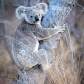 Koala à Magnetic Island (Queensland - Australie)