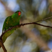 Loriquet vert (Queensland - Australie)