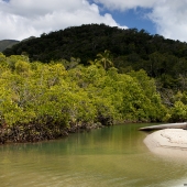 Mangrove à Cap tribulation (Queensland - Australie)