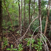 Mangrove (Queensland - Australie)
