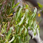 Méliphage à menton blanc (Queensland - Australie)