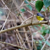 Miro à poitrine jaune (Queensland - Australie)