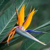 Oiseau du Paradis (Queensland - Australie)