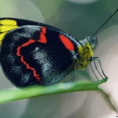 Papillon Imperial white (Queensland - Australie)