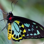 Papillons Cairns Birdwing (Queensland - Australie)