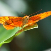 Papillon au sanctuaire de Kuranda (Queensland - Australie)