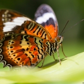 Papillon au sanctuaire de Kuranda (Queensland - Australie)