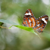 Papillons Orange Lacewing (Queensland - Australie)g (Queensland - Australie)