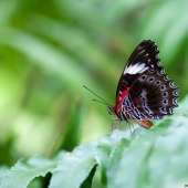 Papillons Red Lacewing (Queensland - Australie)