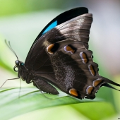 Papillon Ulysse au sanctuaire de Kuranda (Queensland - Australie)(Queensland - Australie)
