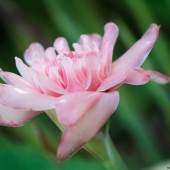 Rose de porcelaine (Queensland - Australie)