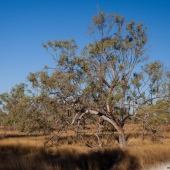 Undara, ambiance savane (Queensland - Australie)