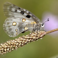 Papillon Apollon