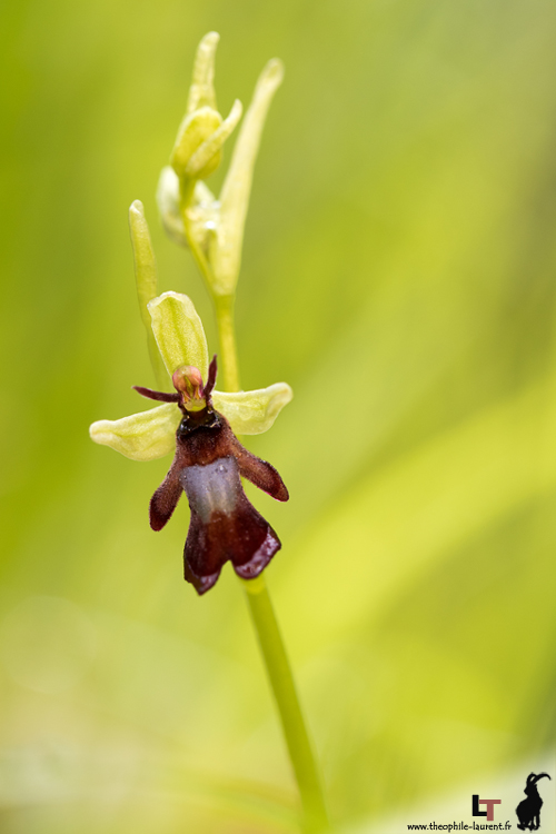 Ophrys mouche