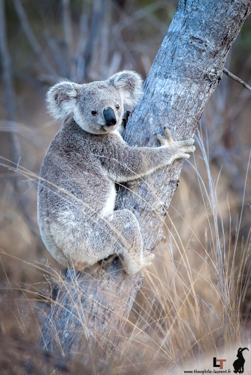 10_Koala_Queensland_Australie_Laurent_THEOPHILE