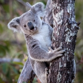 Koala à Magnetic Island (Queensland - Australie)
