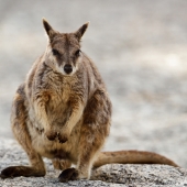 Wallaby (Queensland - Australie)