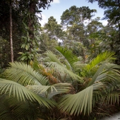 Forêt pluviale (Queensland - Australie)