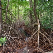 Mangrove  (Queensland - Australie)