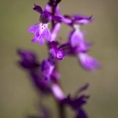 Orchis provence
